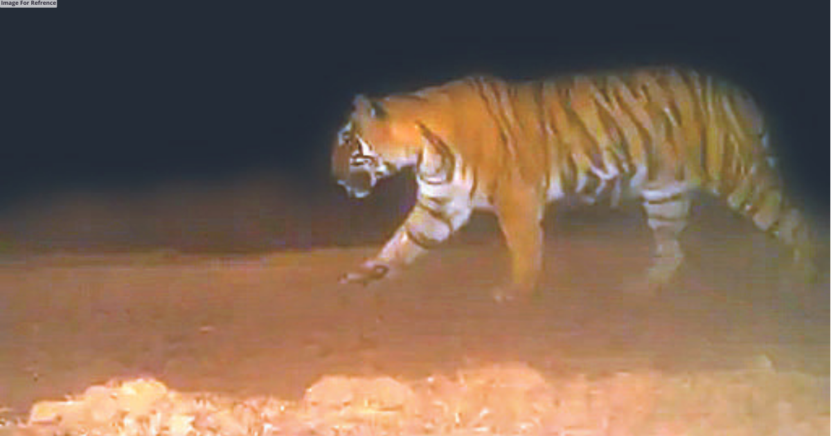 Tigress T-13 goes missing from R’bore nat’l park